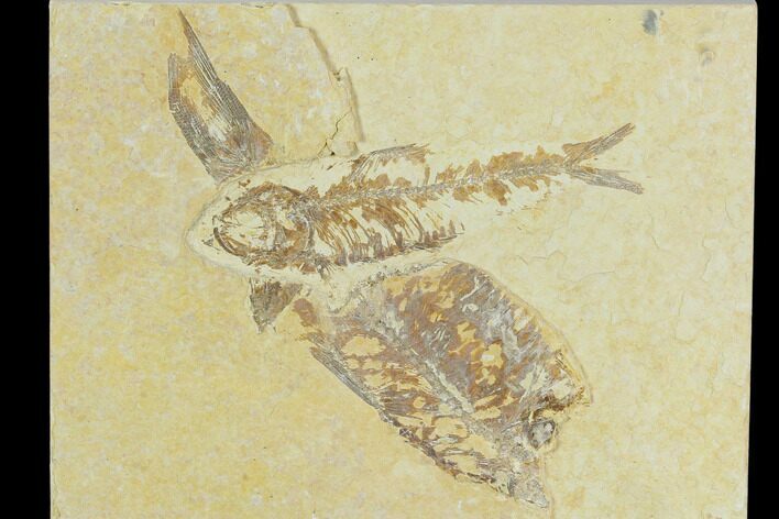 Detailed Fossil Fish (Knightia) - Wyoming #120431